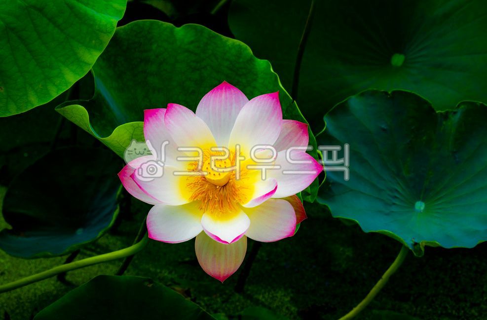 pond, pink, blossom, nature, Lotus - Authentic Korean Stock Photos by ...