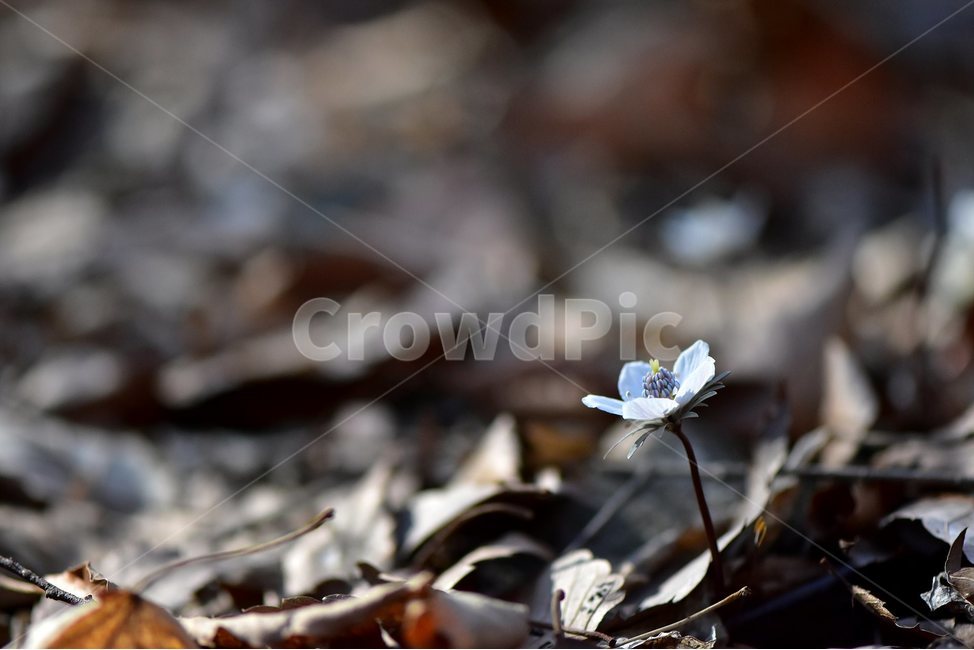 변산바람꽃,2018년,3월,야생화,꽃,생태,식물,자연,들꽃,산꽃,봄,감성,힐링,플라워,계절,시즌,wild,Flower,plants,nature,spring,season,배경,나무,목본,풀,초본,미나리아재비과,너도바람꽃속,flower,생태사진,봄꽃,변산,원조,자생지,오리지널,봄,계절,spring,season,식물,자연,plants,nature,꽃,flower,plant