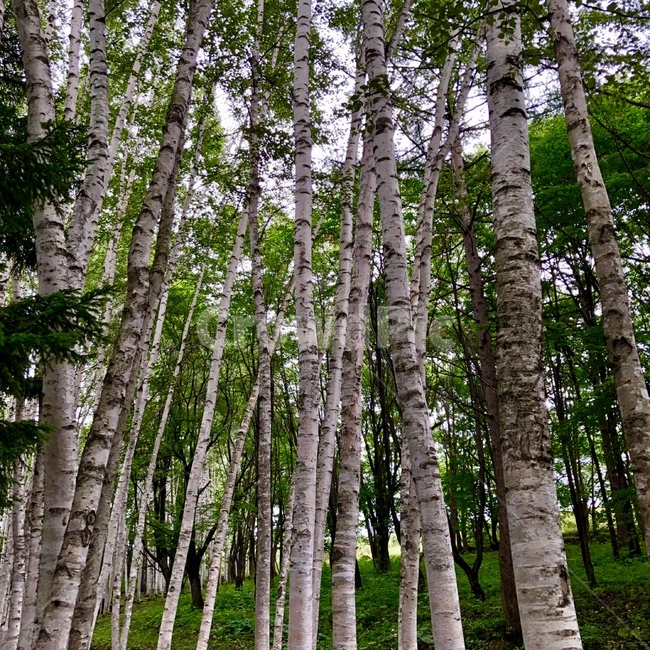 자작나무,풍경,자연,식물,숲속,tree,초록,green,피톤치드,싱그러움,healing,feeling,birch,가을하늘,하늘,숲,낙엽교목,낙엽,쌍떡잎식물