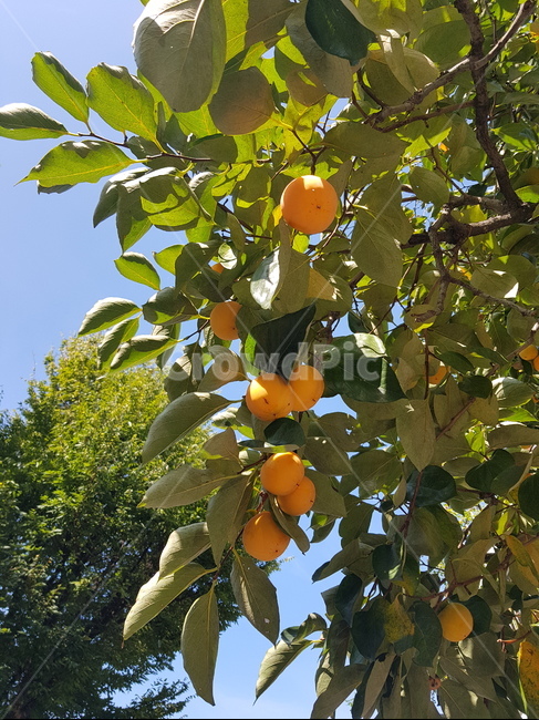 감,감나무,식물,plant,persimmon