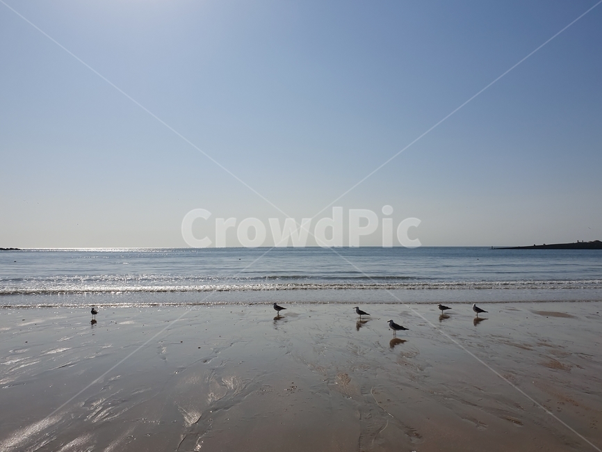 바다,갈매기,서해,하늘,해수욕장,해변,바다,beach,sea