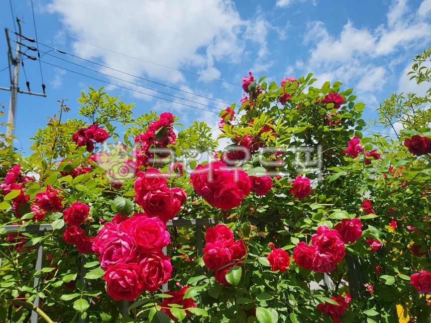 장미,여름,봄,빨강,꽃,자연,하늘,구름,rose,flower,korea