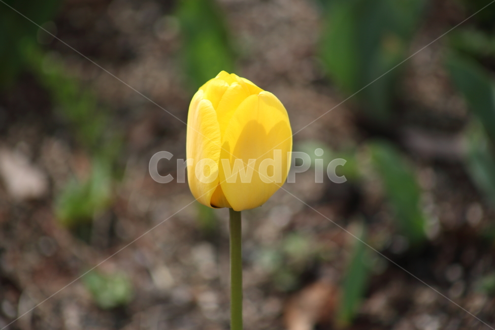 튤립,백합과,꽃,구근초,tulip