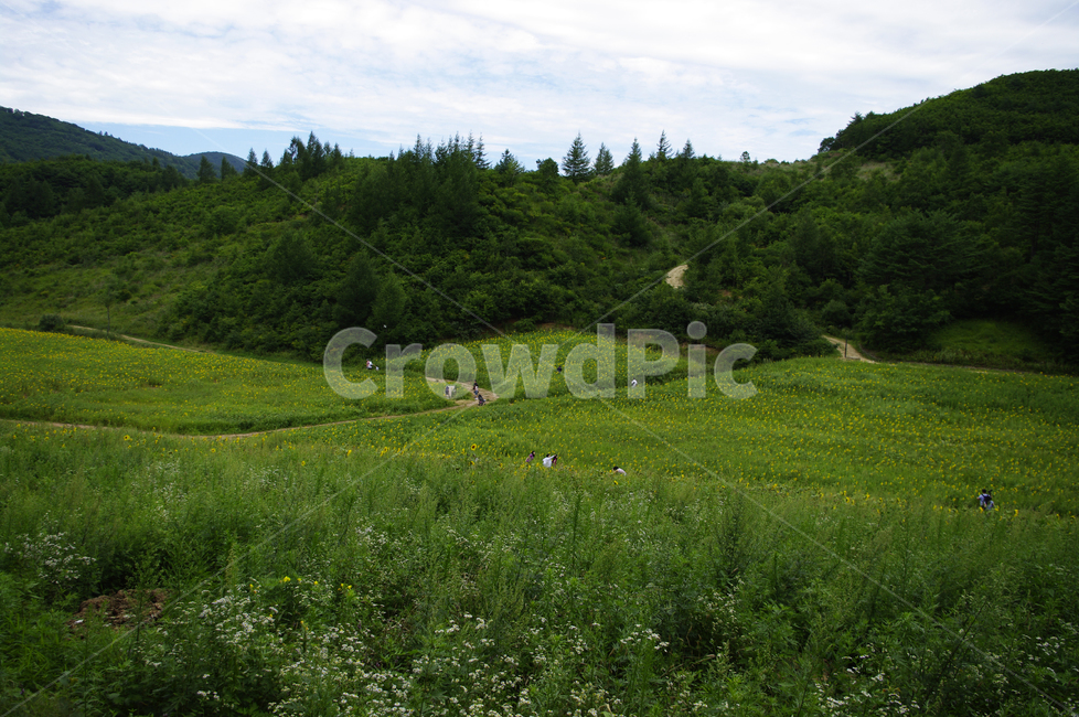 해바라기밭,꽃밭,식물,풍경,나무,초록,자연,풍경,nature,landscape,outdoors,옥외,grassland,목초지,field,들