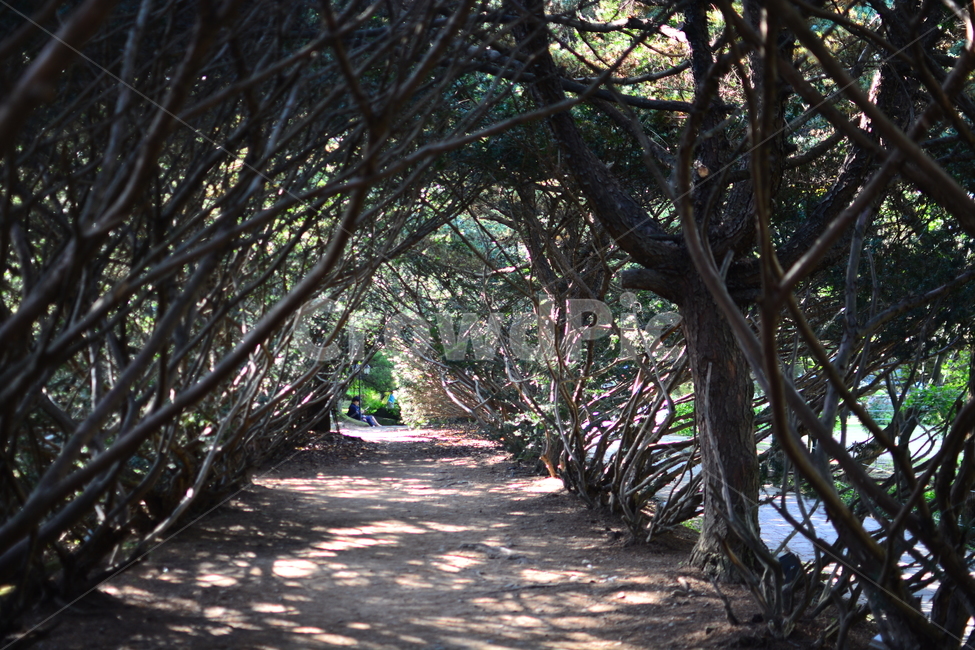 파주,자연,풀,나무,감성,풍경nature,landscape,한국자연풍경,한국자연경관,koreanaturelandscape,주목터널길,빛,햇빛,나무터널,가을,산책,나들이산책,autumn,계절눈부신,자연,풍경,nature,landscape,outdoors,옥외,garden,정원,arbour,정자,tree trunk,나무 줄기,plant,식물,tree