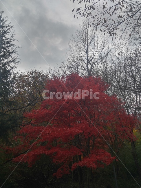 나무,단풍,잎,가을,식물,가을,계절,fall,autumn,season