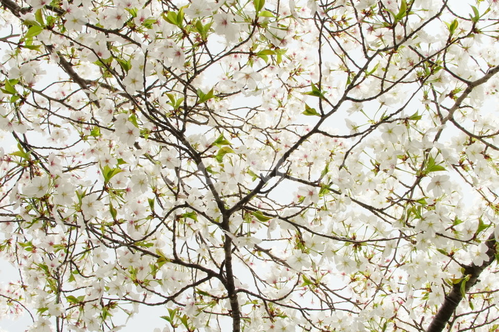 bossom,flower,꽃,식물,벚꽃