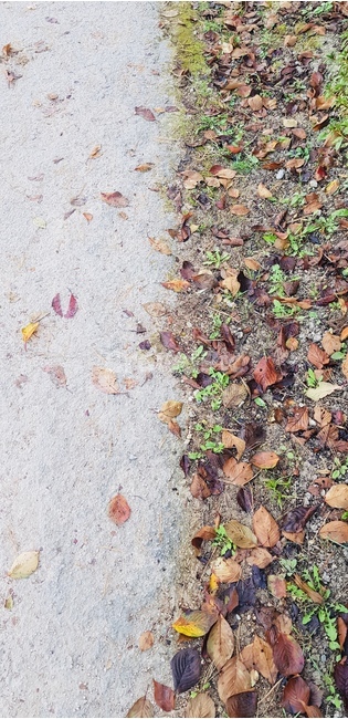 ground,바닥,leaf,잎,plant