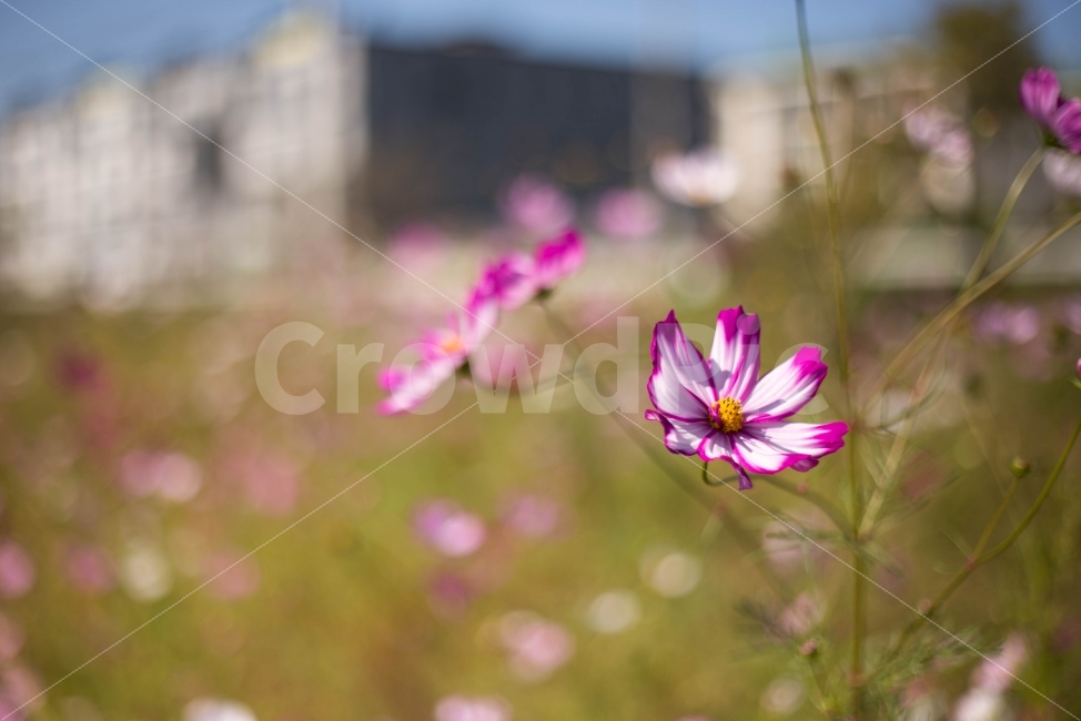 가을,꽃,야생화,가을꽃,자연,가을,계절,fall,autumn,season,식물,자연,plants,nature,꽃,flower,plant,blossom,petal,꽃잎