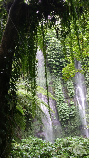 폭포,fall,물,water,nature,자연,양치식물,green,초록,식물,롬복,인도네시아,린자니산,린자니