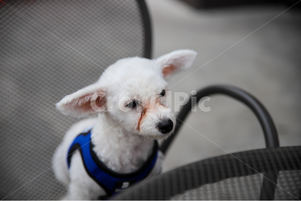 강아지,흰둥이,반려동물,멍멍이,표정