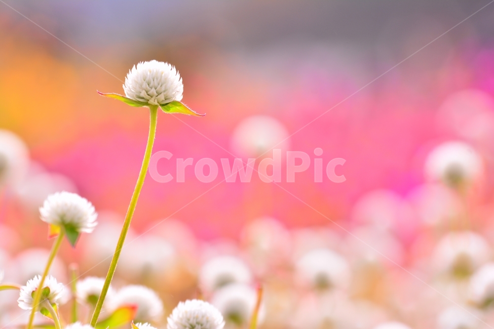 감성,접사,마크로,꽃,천일홍,가을꽃,아름다움,sns,ebook,가을이미지,빨강,분홍,흰색,flowers,plants,red,colorful,칼라풀,색상,가을,autumn,fall,garden,공원,배경,백그라운드,바탕화면,꽃밭,명소,가볼만한곳,관광,산책,구경,tour,나리공원,뷰티풀,beautiful,feeling,emotion,필,분위기,느낌,park,야외,수많은,식물,풍경,자연,아름다운,꽃잔치,꽃물결,주말나들이,가든,천만송이,몽환적,식물,자연,plants,nature,꽃,flower,감성,sensible,feeling,색깔,색상,색채,색감,color sense,color sensitivity,feeling of color