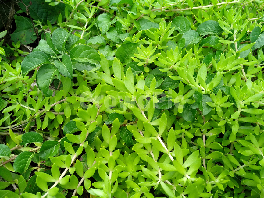 돗나물,나물,돗나물재배,채소,돗나물줄기,식물,자연,plants,nature