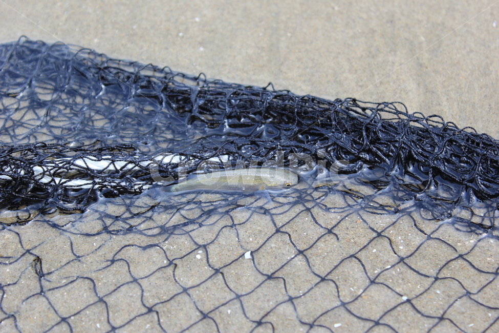 숭어,바다,그물,작은물고기,물고기,자연사진,풍경사진,동물,animal,어류,물고기,fish,산업,industry,industrial,어업,fishery,fishing industry
