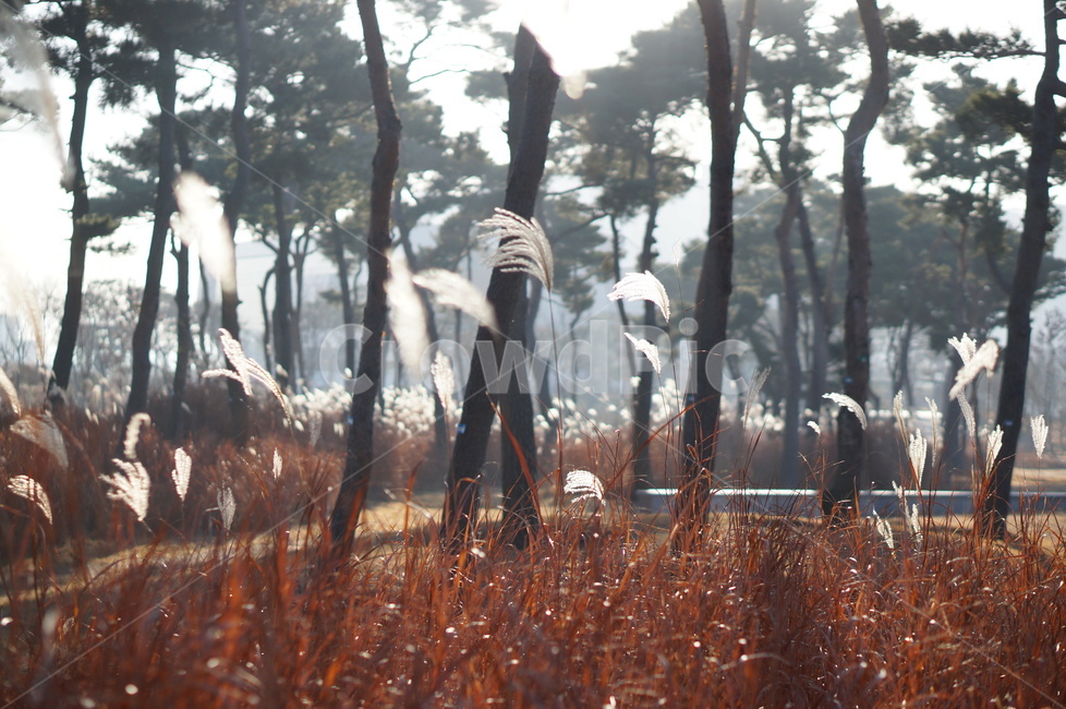 소나무,숲,억새,햇빛,풍경,겨울,grass,잔디,plant,식물,tree,나무