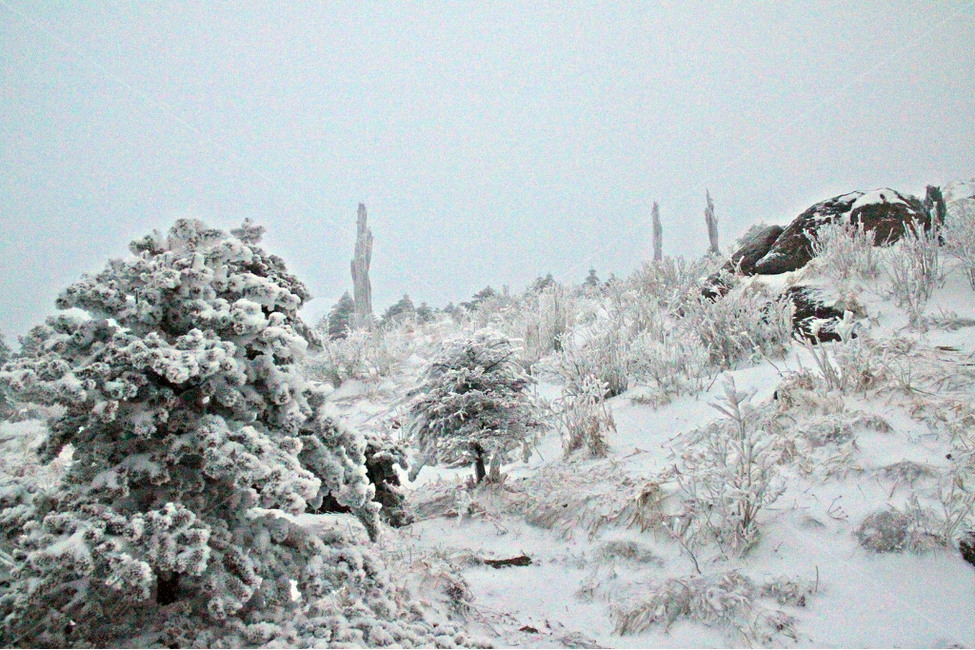 자연,나무,눈,눈꽃,설경,겨울,계절,winter,season