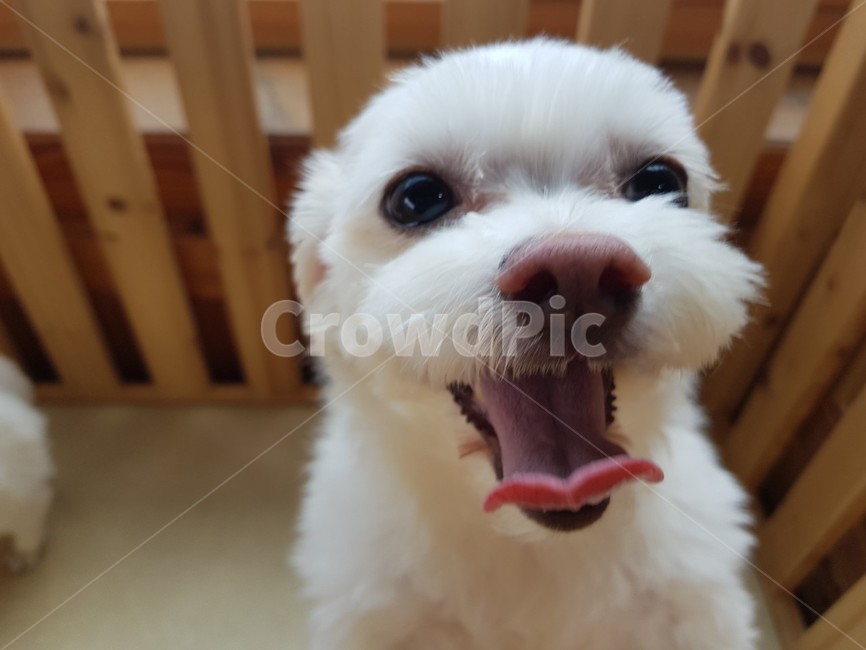강아지,말티즈,포메라니안,애완견,소형견