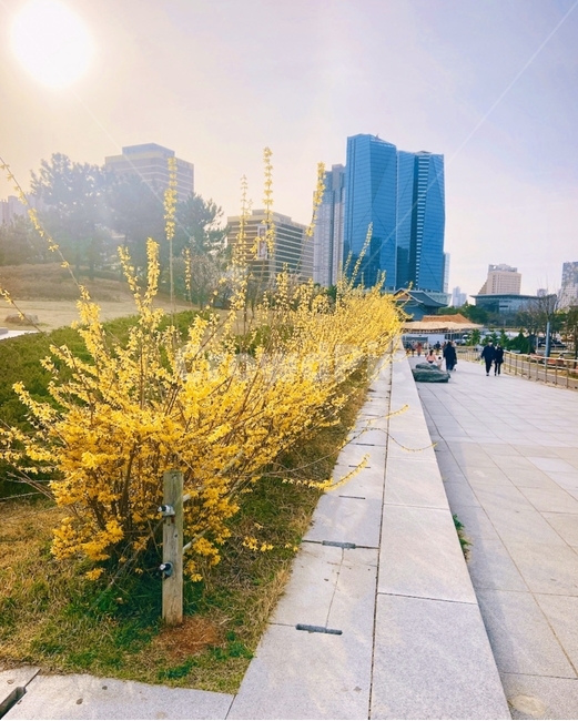 path,통로,human,인간,person,개나리,노란색
