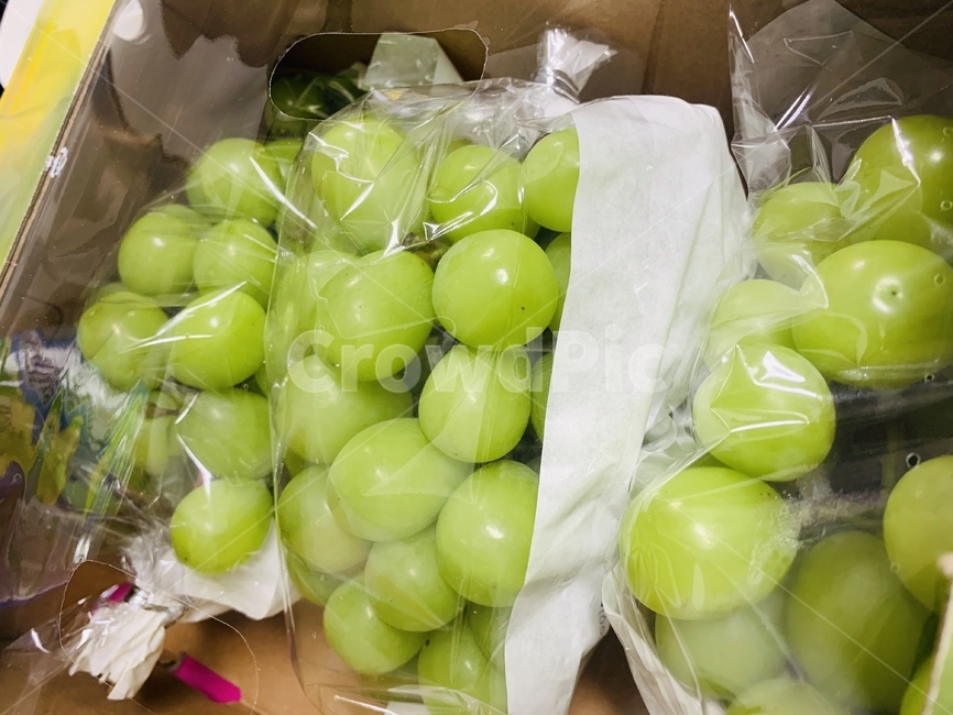 샤인머스캣,청포도,plant,식물,포도,grape