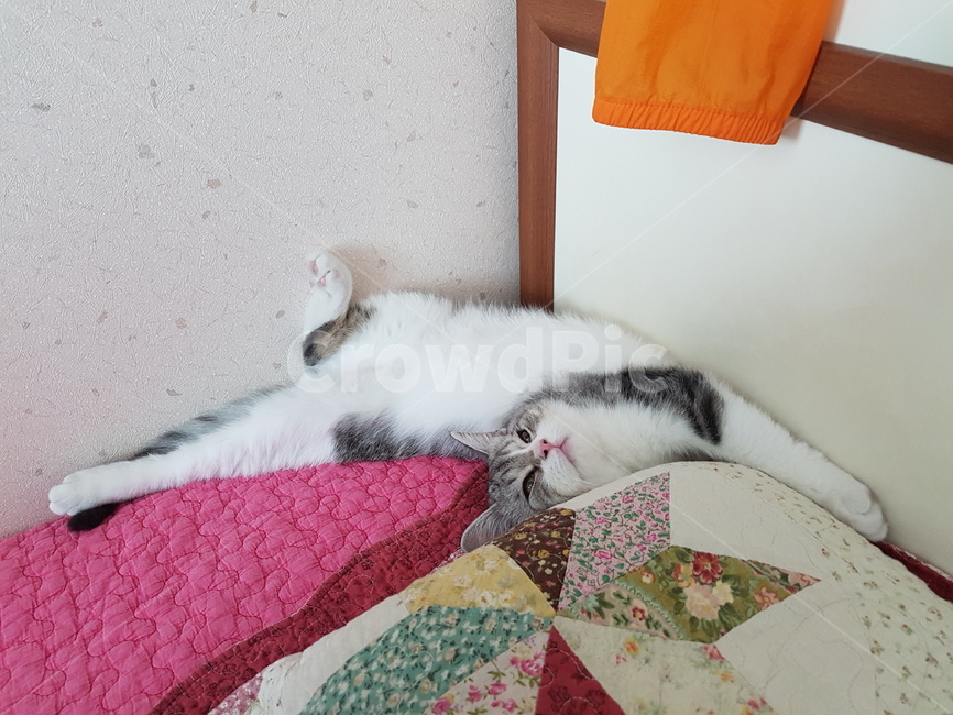 고양이,핑크코,cat,핑크발바닥,냥,냥이,하얀고양이,귀여운,애기고양이,kitten,동물,animal,포유류,mammal,고양이,cat,kitten,kitty