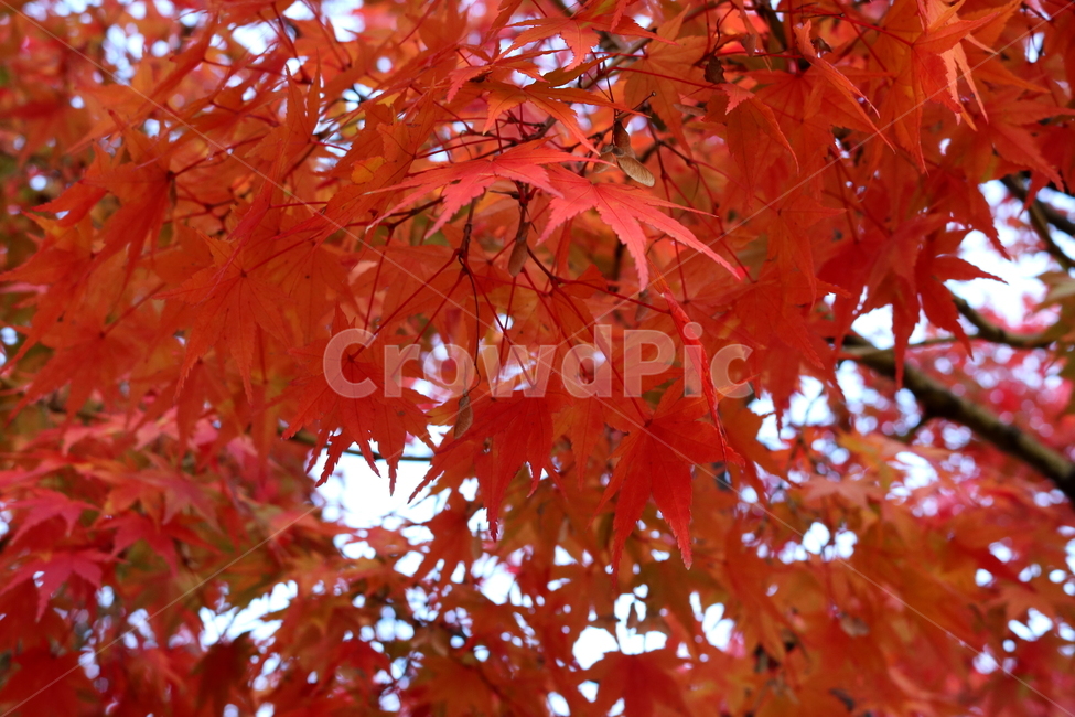 단풍,단풍나무,나무,식물,가을,자연,가을,계절,fall,autumn,season,식물,자연,plants,nature,plant,leaf,잎,tree,maple