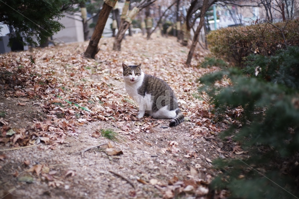고양이,길고양이,길냥이,애완동물,반려동물,생명,자연,야생,동물,포유류,야생동물,야생고양이,미묘,미냥,cat,kitty,kitten,cute,lovely,adorable,pet,animal,street,streetcat,stray,straycat,wild,wildlife,wildcat,wildanimal,nature,natural,beauty,beautiful,동물,animal,포유류,mammal,고양이,cat,kitten,kitty