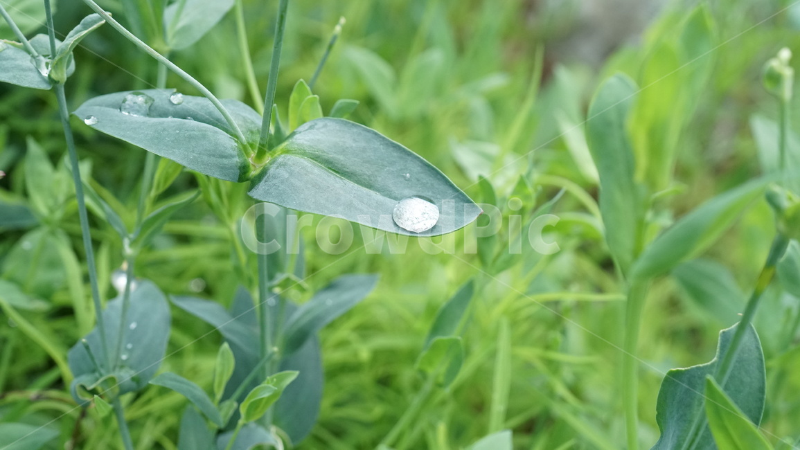 식물,풀,초록,초록색,이슬,풀잎,green,greenleaves,leaves,leaf,dew,dewdrop,자연,nature,친환경