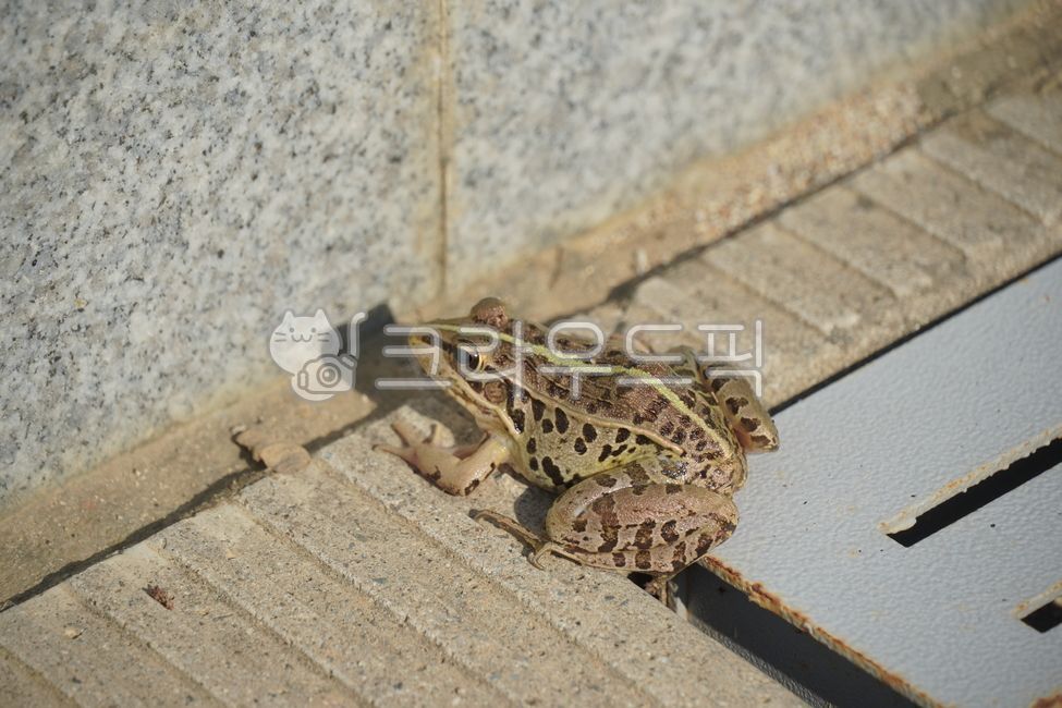 frog,amphibia,animal,reptile,tree frog