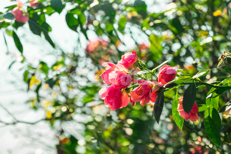 꽃,장미,초록,생명,여름,식물,자연,plants,nature,꽃,flower