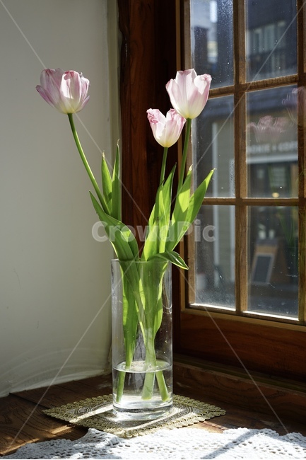 튤립,창가,창문,햇빛,감성사진,실내인테리어,식물,자연,plants,nature,꽃,flower,실내용화초,화분,화초,house plant,인테리어,실내디자인,interior design