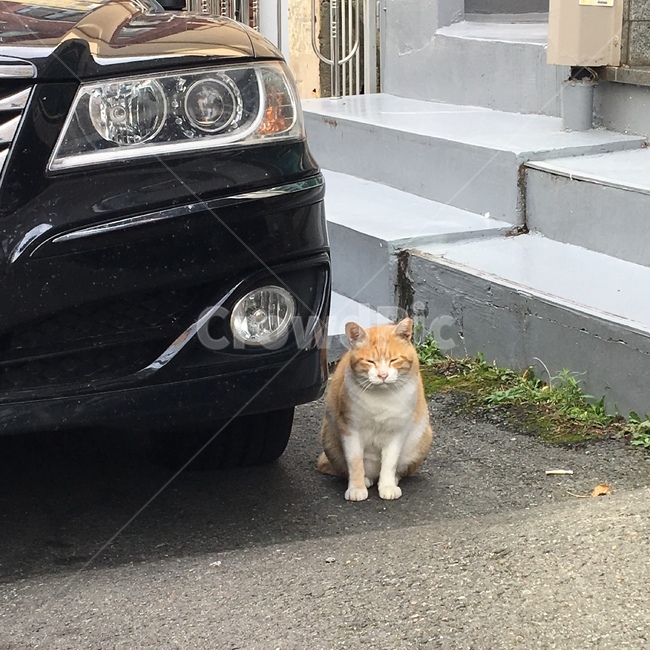 차,자동차,고양이,길고양이,치즈냥