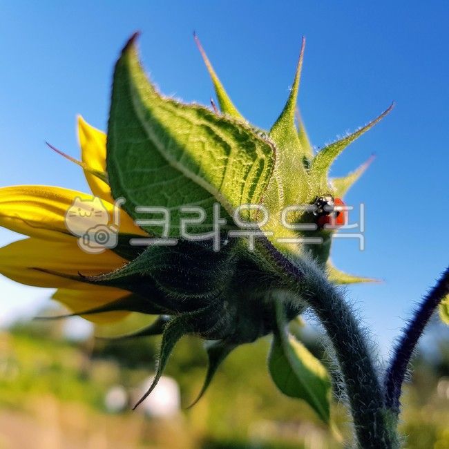 ladybird,plant,insect,ladybug,sunflower,flower