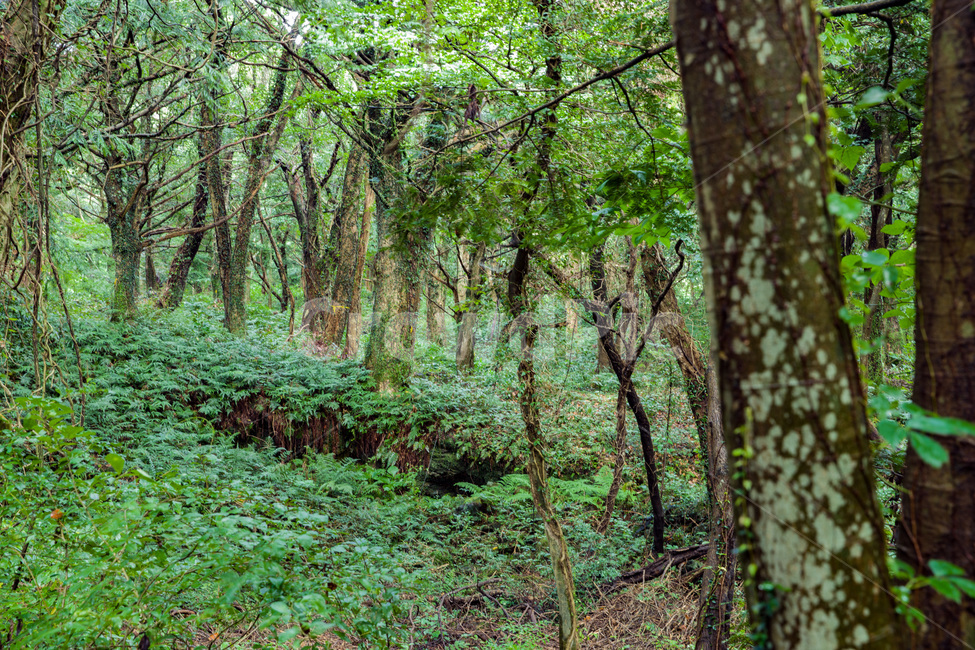 나무줄기,식물,나무,tree,숲,비자림,제주도,초록,산청,자연,풍경,nature,landscape,한국자연풍경,한국자연경관,korea nature landscape,vegetation,초목,plant,land,땅,forest,woodland,삼림지,outdoors,옥외,ground,바닥
