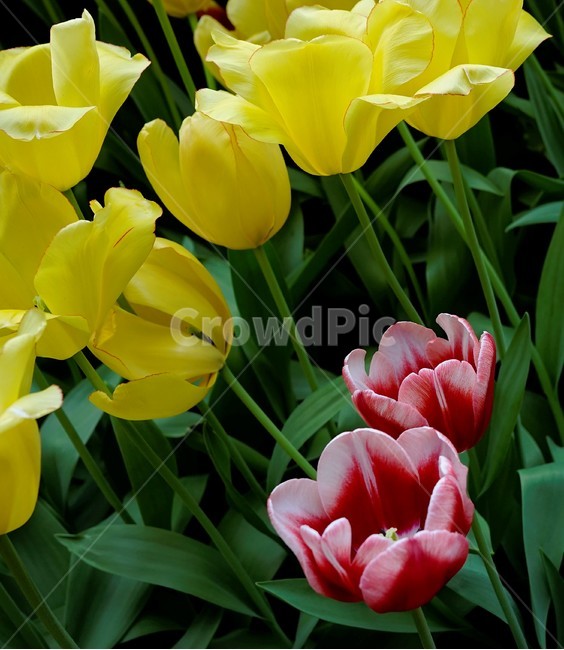 튤립,봄,bloom,꽃,식물,자연,화사함,꽃향기,tulip,colorful,floral,flower,gardenflowers,happymind,life,nature,plant,spring봄,spring,노랑색,식물,자연,plants,nature,꽃,flower