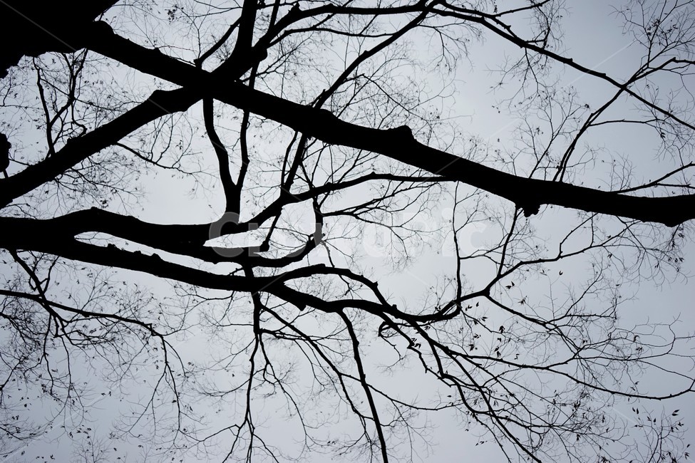 느티나무,고목,실루엣,나무,tree,하늘배경,겨울,가지,자연,하늘,식물,마른잎,숲,분위기,감성,겨울나무,쓸쓸함,외로움,고요,나뭇가지,계절,풍경