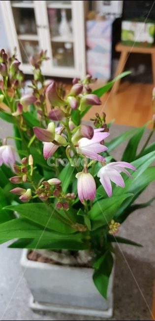 철리향,향기로운꽃,봄꽃,화분,집안향기,실내용화초,화분,화초,house plant