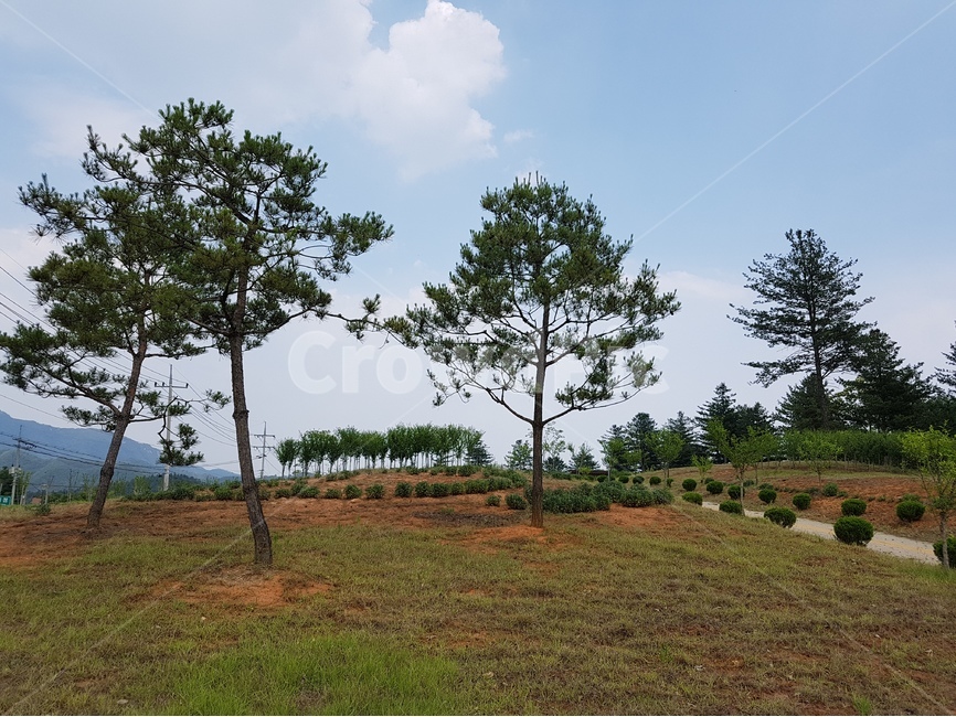 나무,숲,공원,park,tree,forest,자연,풍경,nature,landscape,plant,식물,outdoors,옥외