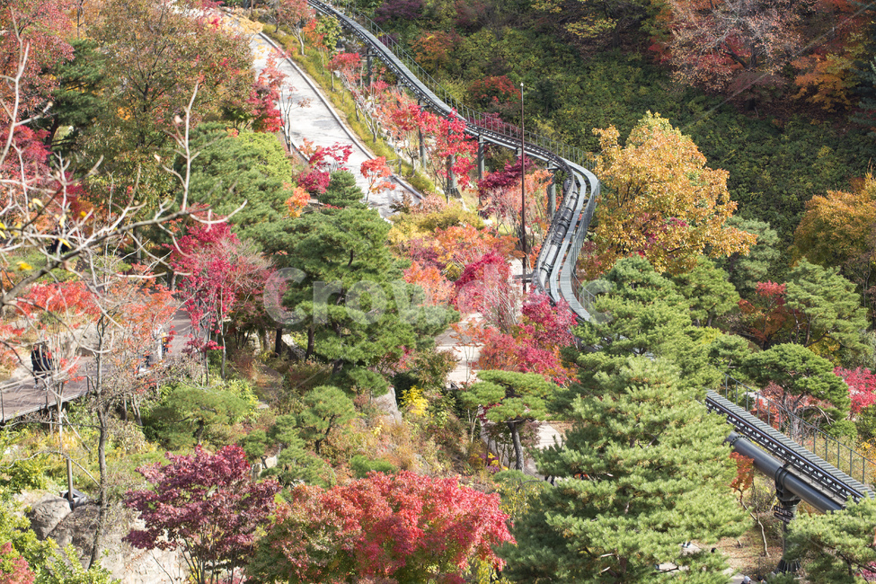단풍,낙엽,가을,단풍잎,단풍놀이,단풍구경,단풍숲,화담숲,숲,풍경,자연,계절,알록달록,레일,모노레일,가을,계절,fall,autumn,season,교통,교통수단,traffic,transportation