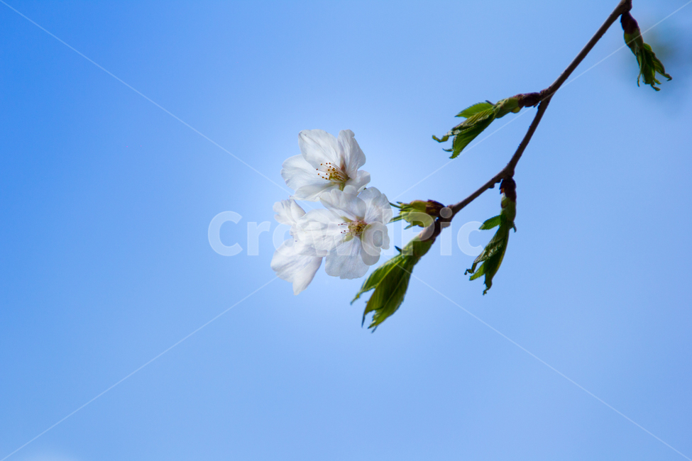 나무,tree,flower,꽃,sky,blue,하늘,파랑,희망,hope,봄,계절,spring,season,식물,자연,plants,nature,꽃,flower,plant,geranium,제라늄,blossom,bird,새,animal,동물