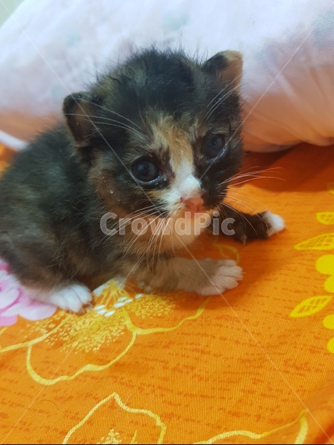 아기고양이,고양이,길고양이,새끼카오스,귀여운,동물