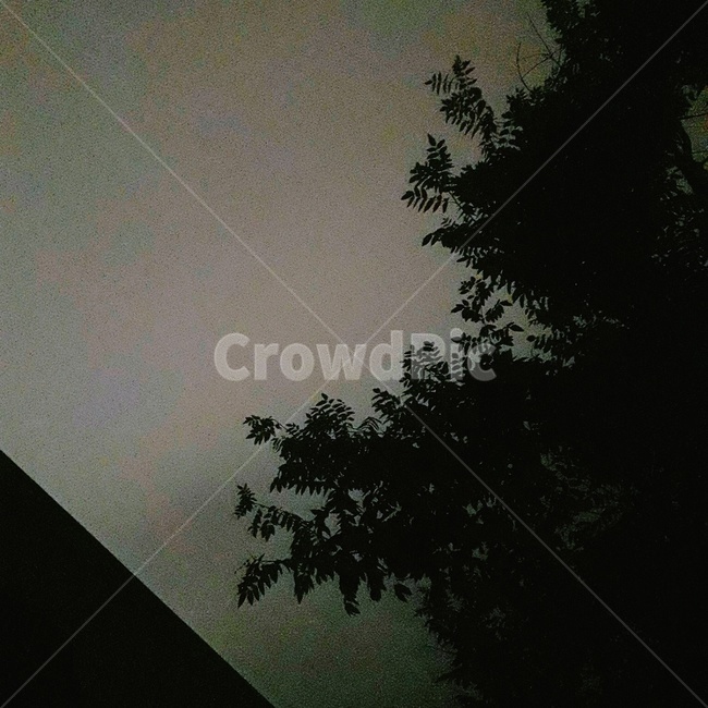 밤하늘,나무,암울,우울,잿빛