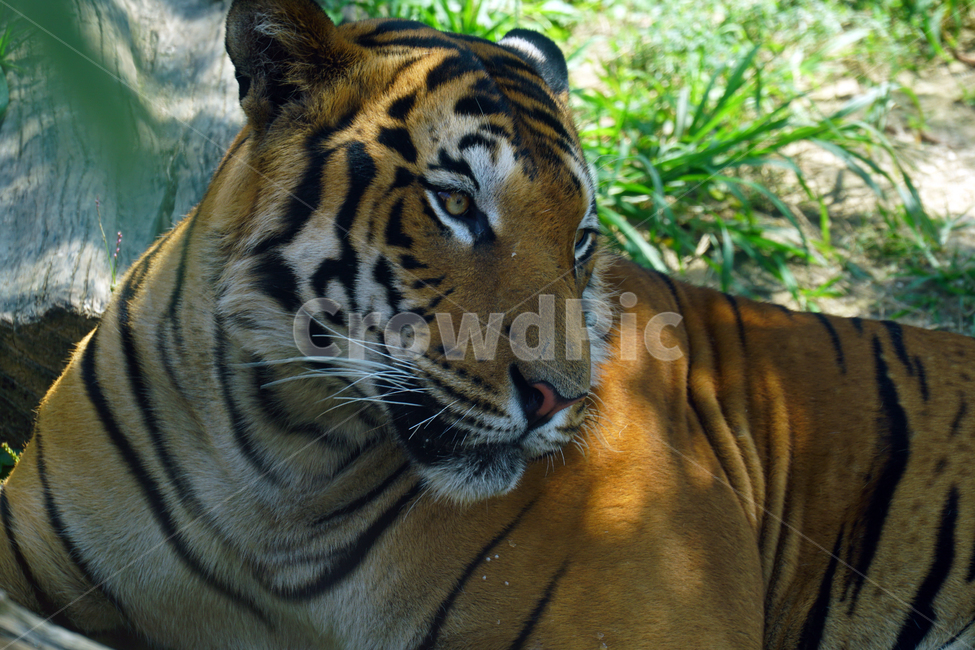호랑이,벵갈호랑이,타이거,tiger,동물,포유류,animal,고양이과,자연,nature,육식동물,무섭다,무서운,맹수,얼굴,짐승,beast,savage,mammal,동물,animal,포유류,mammal