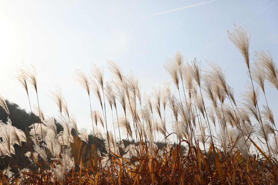 가을,억새,풍경,식물,자연,가을,계절,fall,autumn,season,식물,자연,plants,nature,grass,잔디,plant,lawn,reed,갈대