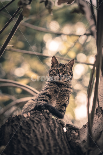고양이,cat,동물,animal,나무,애완동물,길냥이,사랑,애완,모델,동물,animal,포유류,mammal,고양이,cat,kitten,kitty