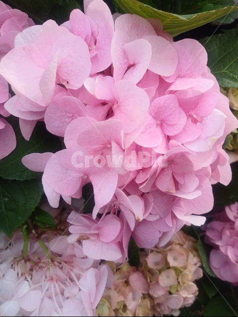 수국,분홍색,핑크,연분홍,꽃,flower,blossom,식물,색감,색채,자연