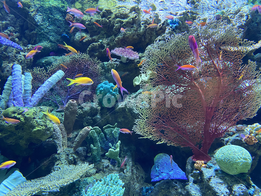 water,물,nature,자연,sea,바다,sealife,해양생물,fish,animal,암초,reef,물고기,동물,animal