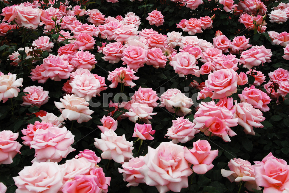 장미,장미꽃,로즈,꽃,아름다움,예쁜,플라워,데코레이션,꽃송이,꽃잎,feeling,rose,flowers,5월,계절의여왕,가시,가든,정원,앞뜰,장미원,장미축제,BEAUTIFUL,plant,garden,핑크색장미,분홍장미,pink,꽃밭,수많은,식물,자연,plants,nature,꽃,flower