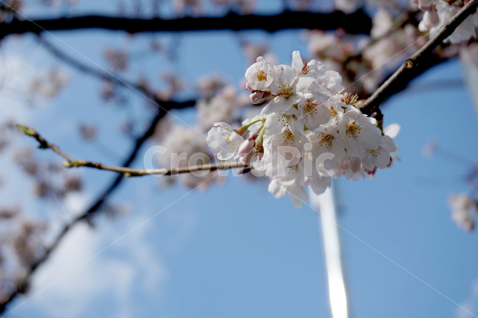 봄,벚꽃,꽃,개화,나무,자연,봄,계절,spring,season,plant,식물,flower,blossom