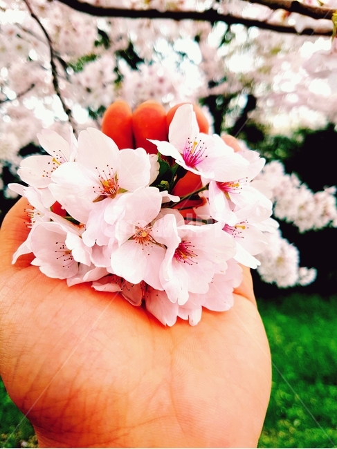 벚꽃,봄,분홍색,손바닥,순결,왕벚꽃,제주왕벚꽃,벚꽃축제,벚꽃나무,나뭇가지,왕벚꽃나무,제주도,제주,자연,분홍,화사,식물,나무,중간고사,군락,봄,계절,spring,season,식물,자연,plants,nature,꽃,flower,plant,blossom,cherry blossom
