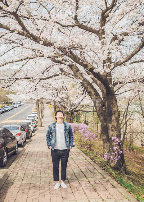 남자,인물,벚꽃,봄,man,봄,계절,spring,season,사람,인물,인간,human,person,남성,남자,man,male,plant,식물,vehicle,차량,transportation,교통,automobile,자동차,car,차,flower,꽃,blossom,long sleeve,긴팔,sleeve,소매